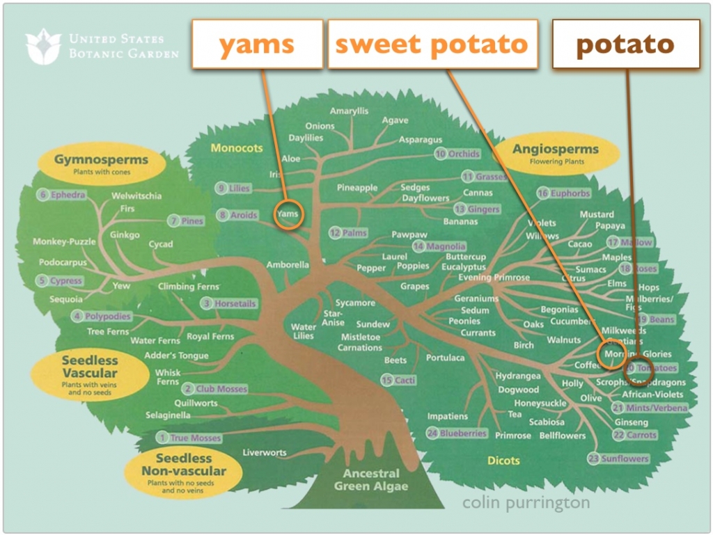 yams-and-sweet-potatoes-difference