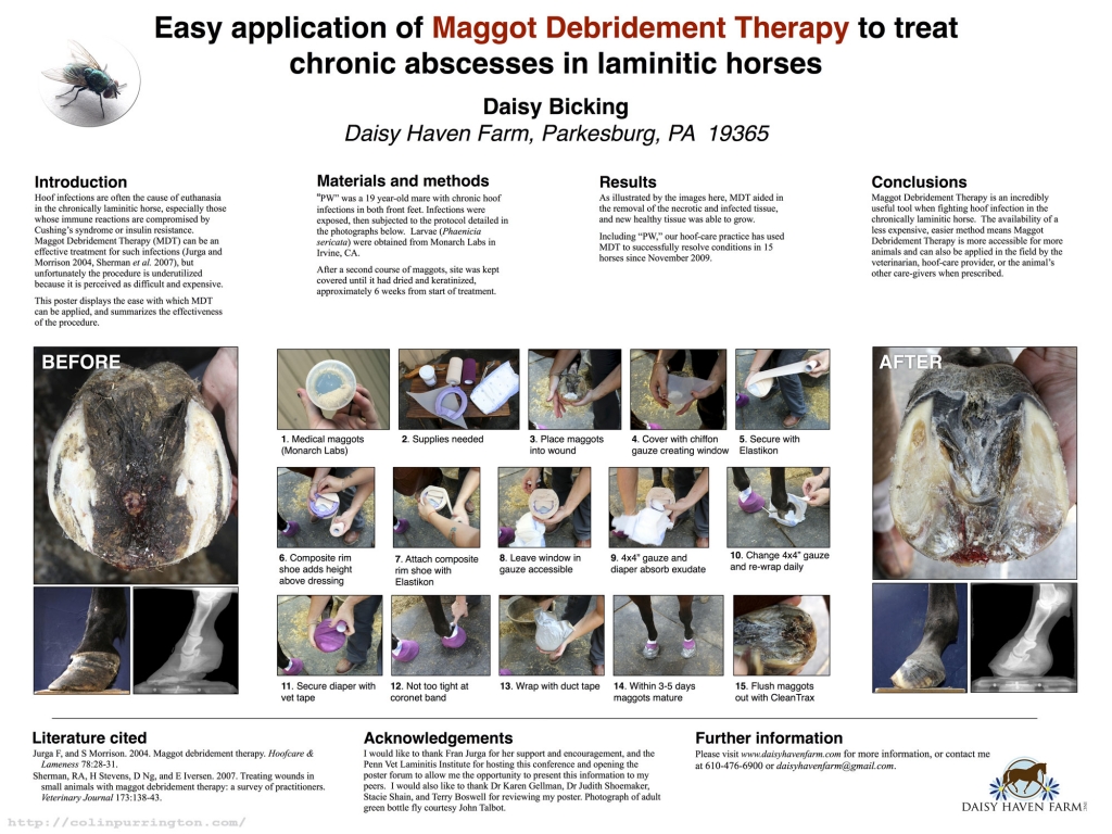 Easy application of maggot debridement therapy to treat chronic absceses in laminitic horses
