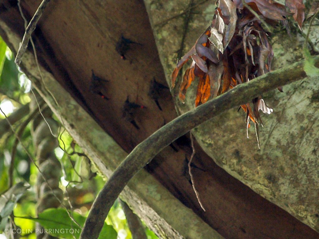Roosting bats covered with red dots