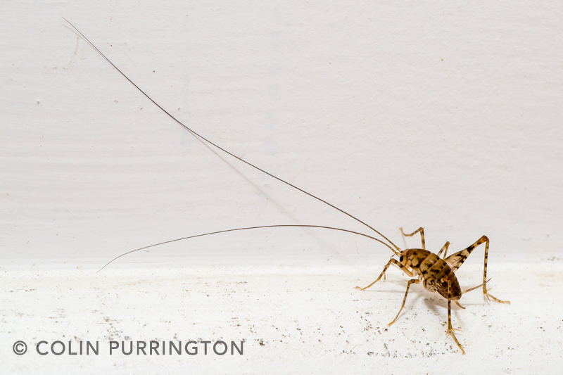 greenhouse camel cricket