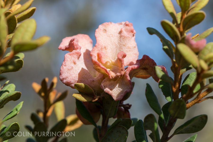 Exobasidium ferruginea on rusty staggerbush (Lyonia ferruginea)