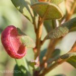 Exobasidium ferruginea on rusty staggerbush (Lyonia ferruginea)