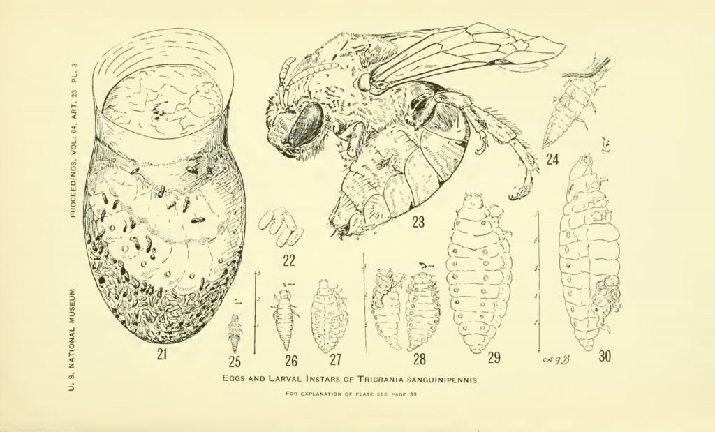 Tricrania sanguinipennis
