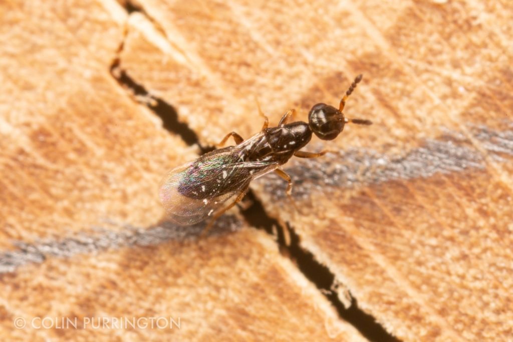 Female Melittobia sp. at a mason bee house.