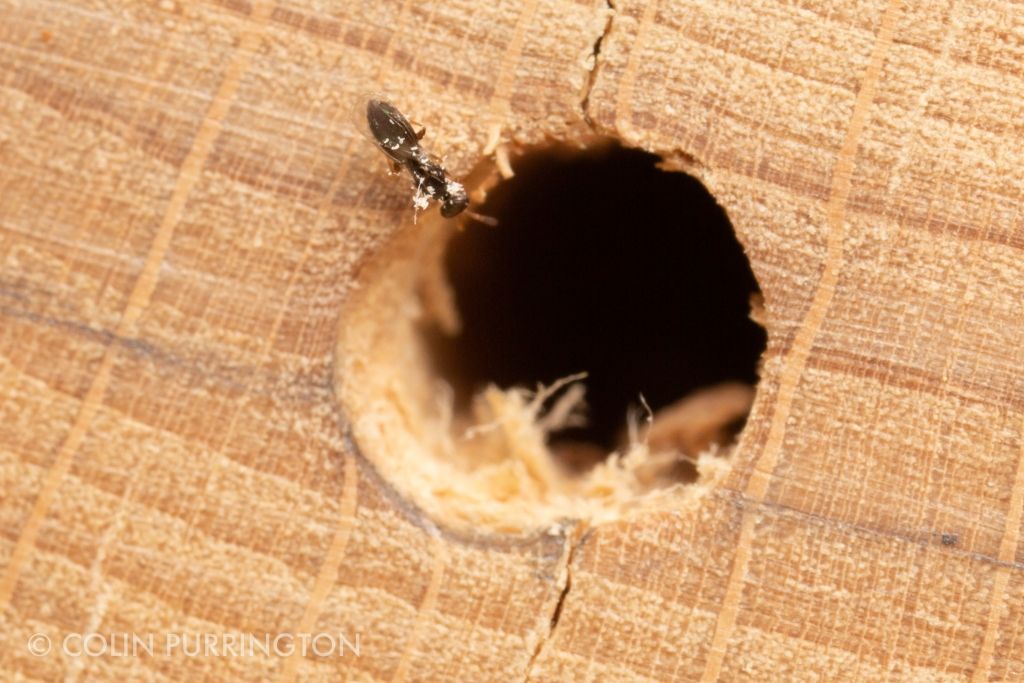 Female Melittobia sp. at a mason bee house.