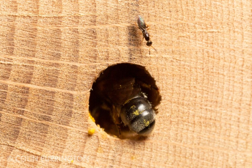 Female Melittobia sp. at a mason bee house.