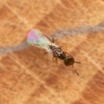 Small wasp at mason bee house