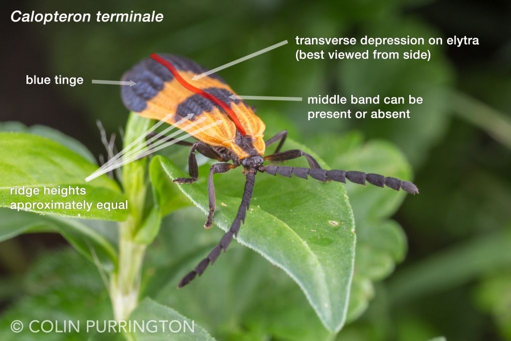 Identifying End band net-wing (Calopteron terminale)