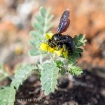 Galapagos carpenter bee (Xylocopa darwini) on goat's head 