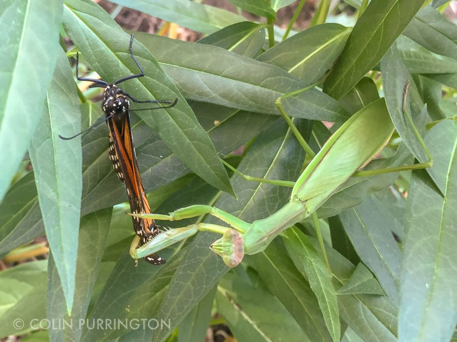 Monarch butterfly captured by a Chinese mantid (Tenodera sinensi