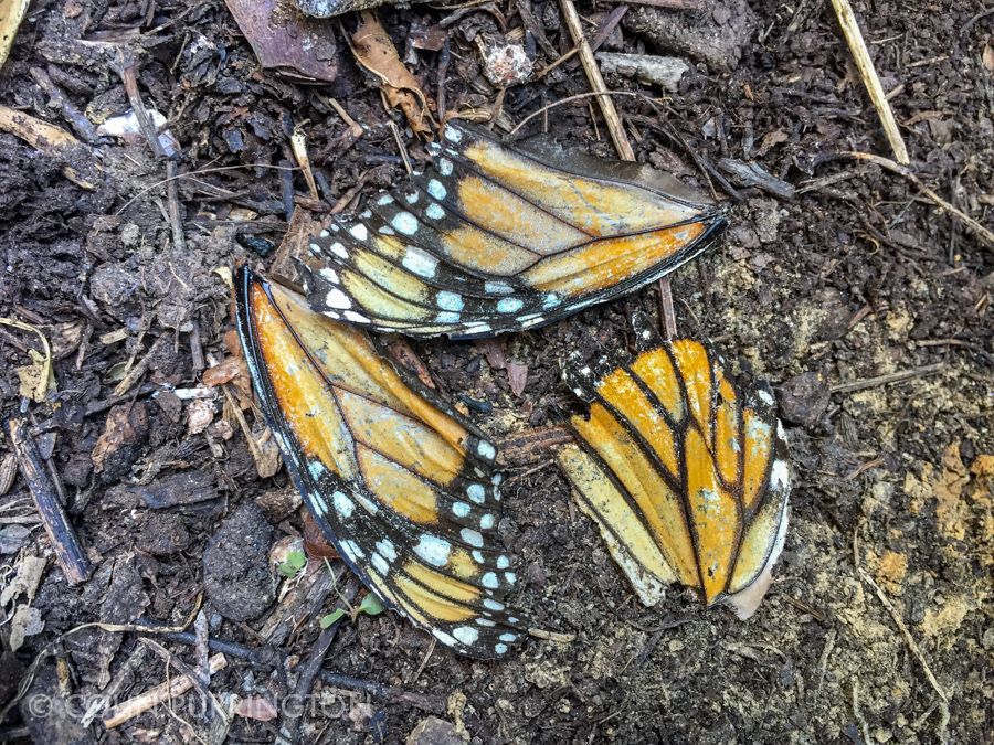 Monarch butterfly wings left by Chinese mantid predation