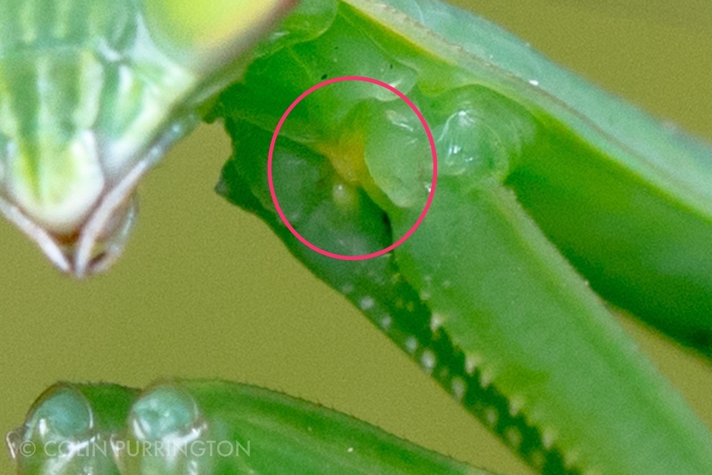 Chinese mantis (Tenodera sinensis)