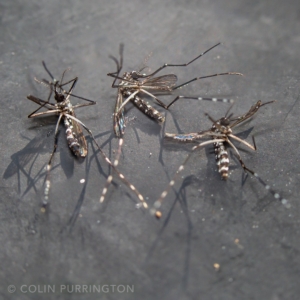 Asian tiger mosquitoes (dead)