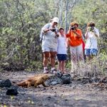 Taking photographs of a Galapagos land iguana