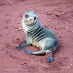 Galapagos sea lion (Zalophus californianus wollebaeki)