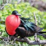 Great frigatebird (Fregata minor)