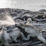 Galapagos marine iguana sneezing