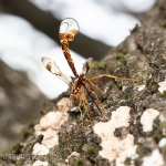 Long-tailed giant ichneumonid wasp (Megarhyssa macrurus)