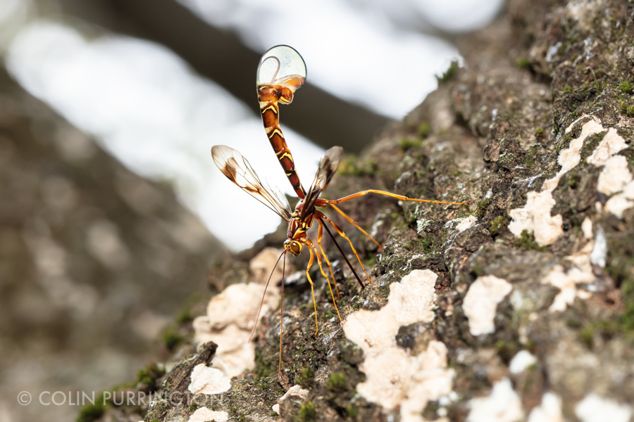 Long-tailed giant ichneumonid wasp (Megarhyssa macrurus)