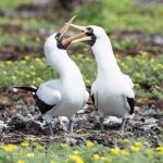 Nazca boobies (Sula granti) in a field of flowering goat's head