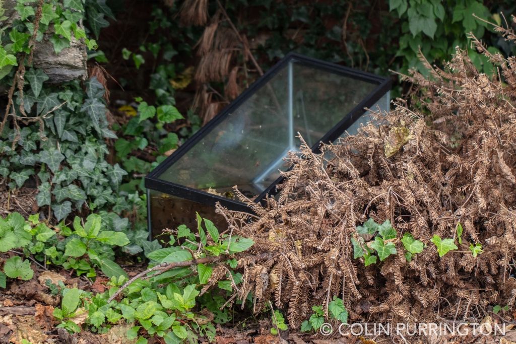 Abandoned aquarium with mosquitoes