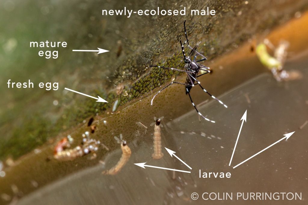 Male Asian tiger mosquito (Aedes albopictus) with larvae