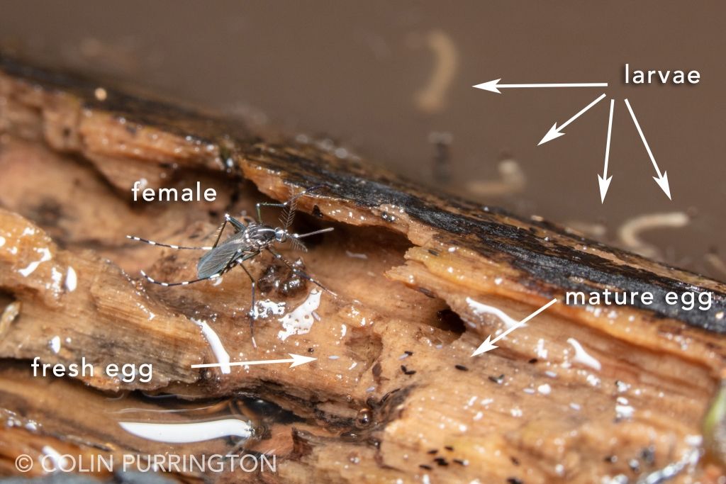 Female Asian tiger mosquito (Aedes albopictus) with larvae and eggs