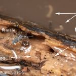 Female Asian tiger mosquito (Aedes albopictus) with larvae and eggs