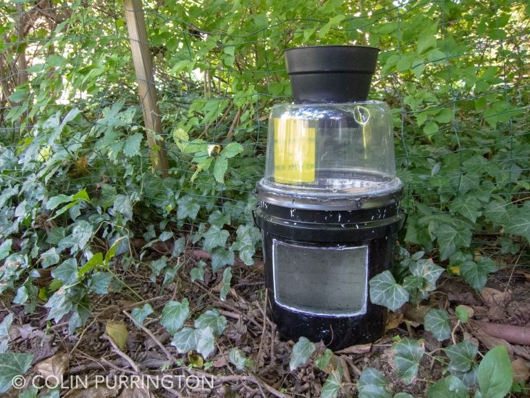 DIY Trap To Kill Pregnant Mosquitoes » Colin Purrington's Blog