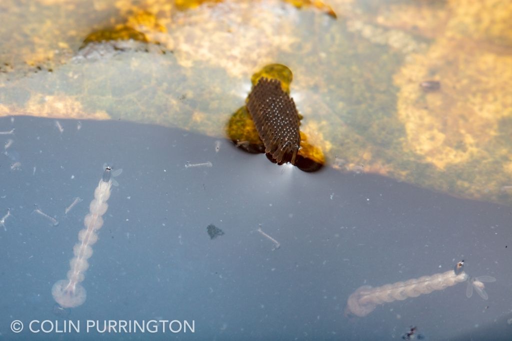 Raft of mosquito eggs