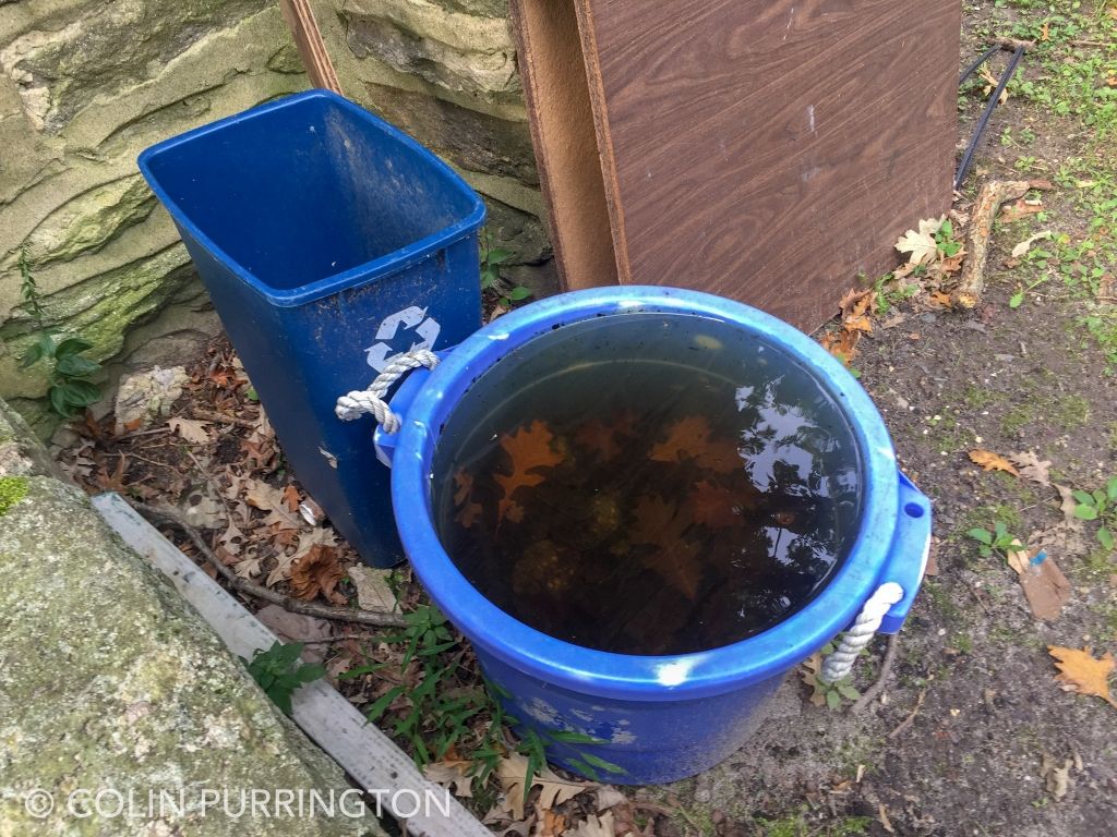 Recycling bin with stagnant water