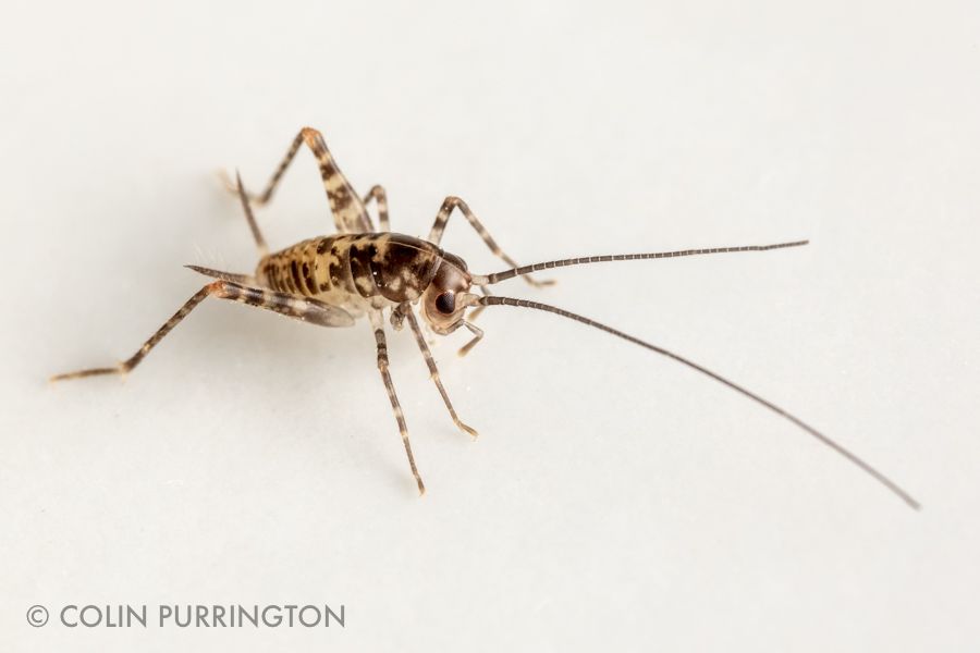 Greenhouse Camel Crickets Tachycines Asynamorus Colin Purrington