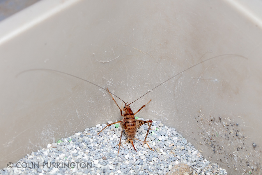 Female greenhouse camel cricket (Tachycines asynamorus) in cat litter