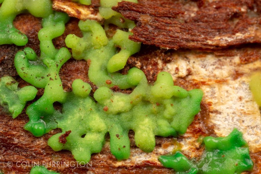 Green Slime Mold