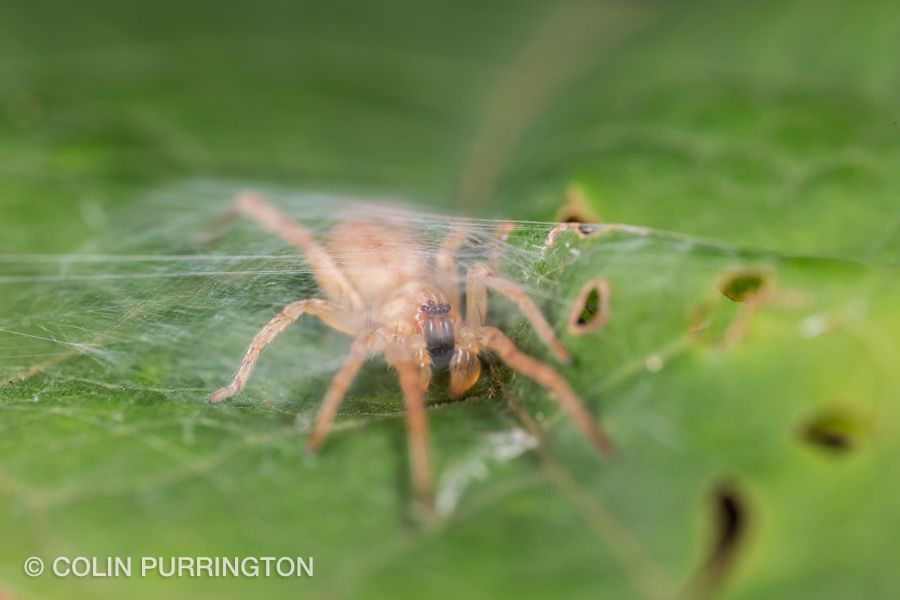 Ghost spider in silken retreat »