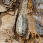 Carolina mantis (Stagmomantis carolina) ootheca
