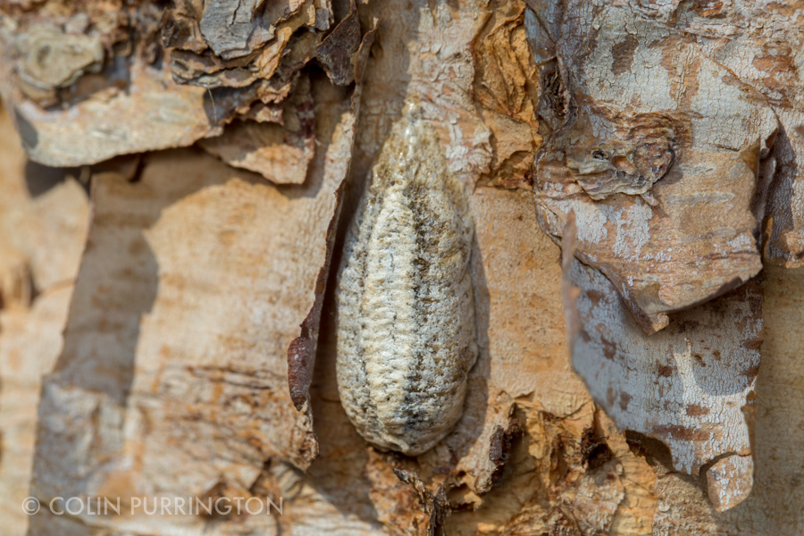 Praying Mantis Egg Sack