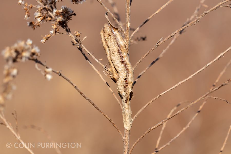 Egg case of narrow-winged mantid (Tenodera angustipennis)