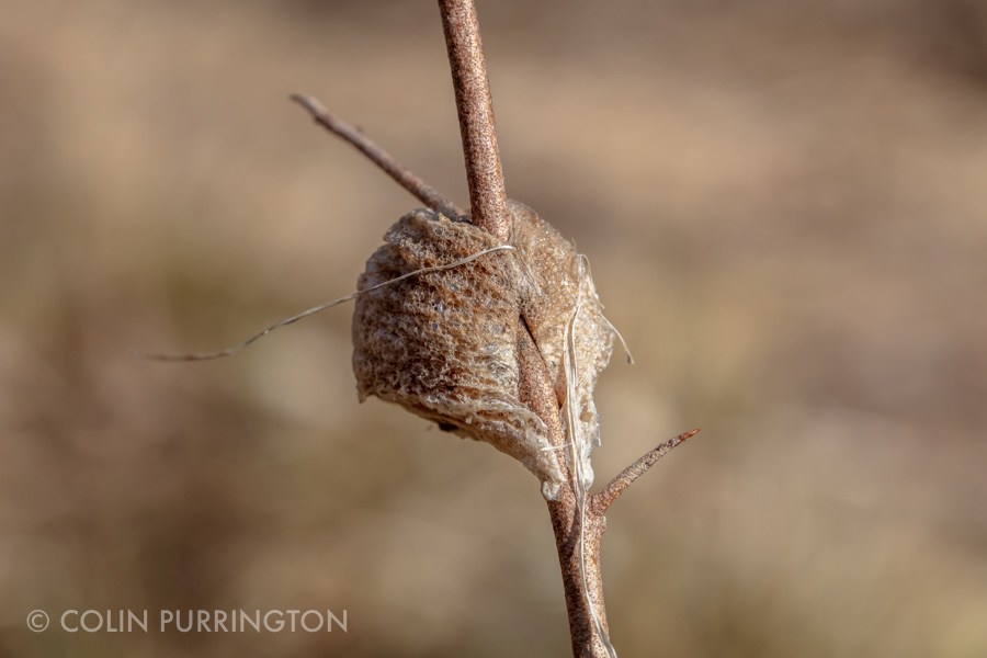 Egg case of Chinese mantid (Tenodera sinensis)