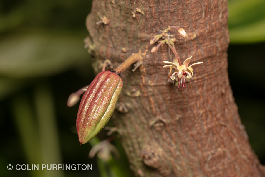 Theobroma Cacao Flower Colin Purringtons Blog 0618