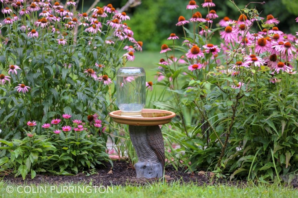 Bird bath next to purple coneflowers