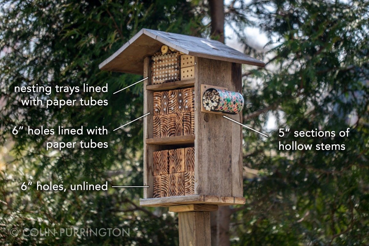 Guide to building and managing a mason bee hotel » picture