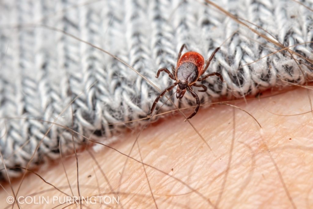 blacklegged (deer) tick on sock