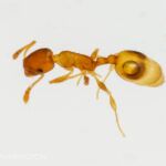 Temnothorax sp. (acorn ant)