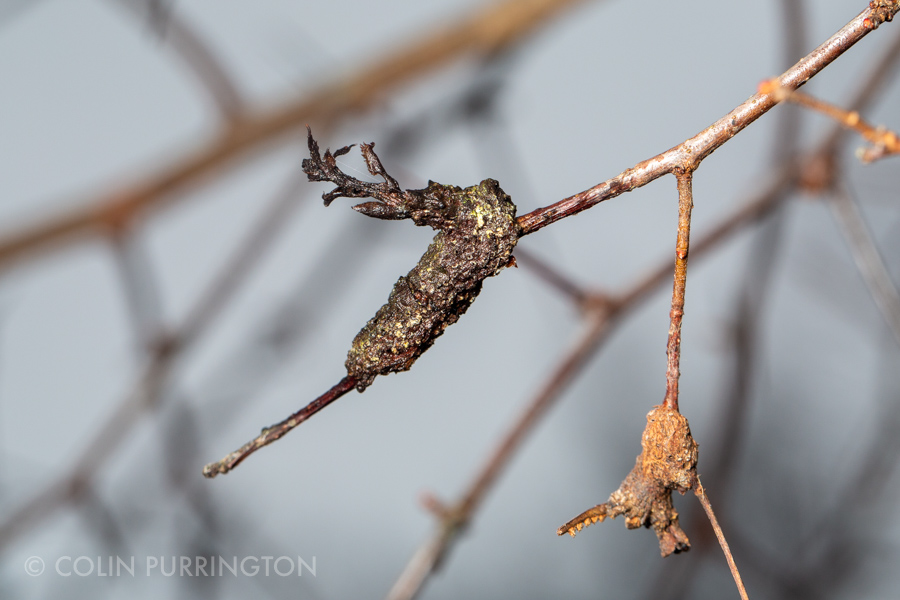 Gymnosporangium sp. on Crataegus phaenopyrum