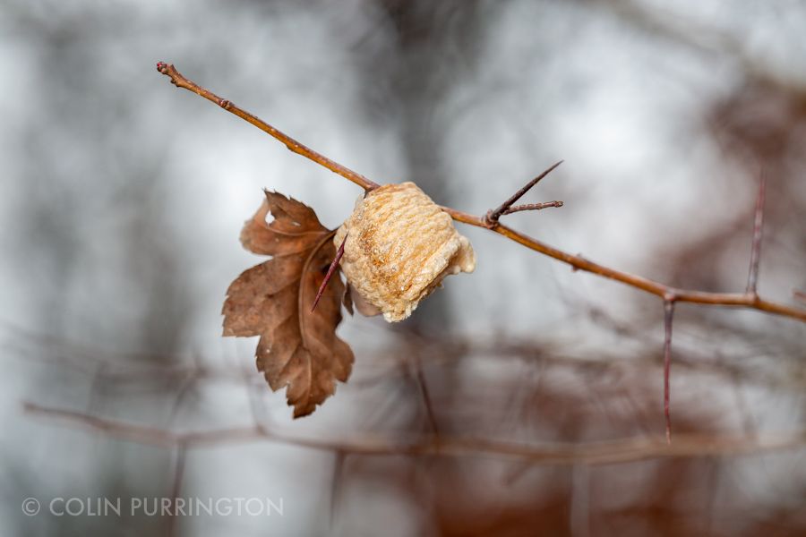 Chinese mantis egg case on hawthorn tree