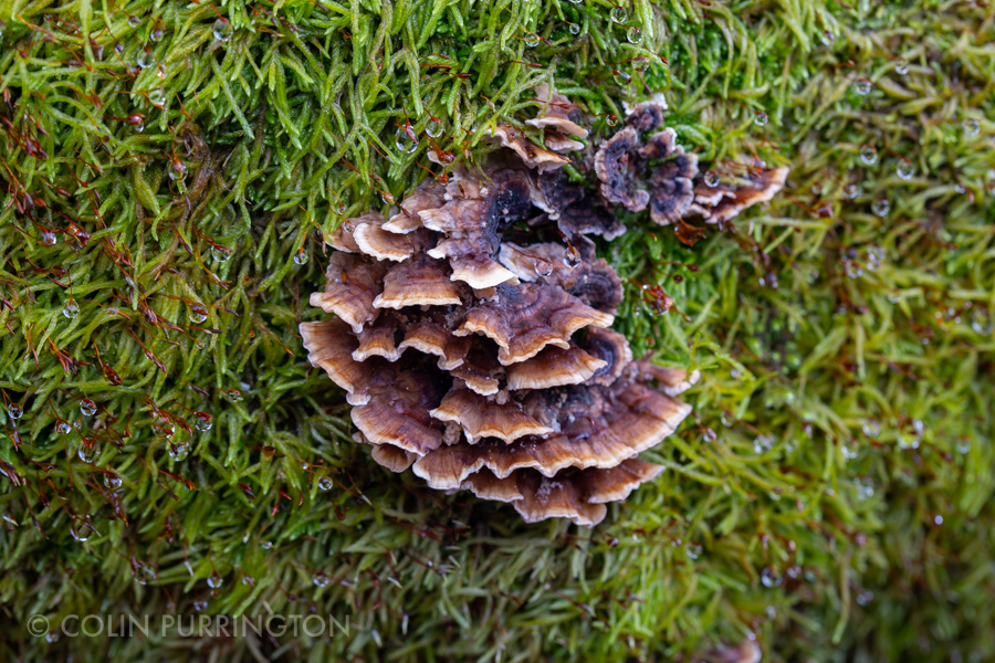 Trametes versicolor (turkey tail) on moss-covered log
