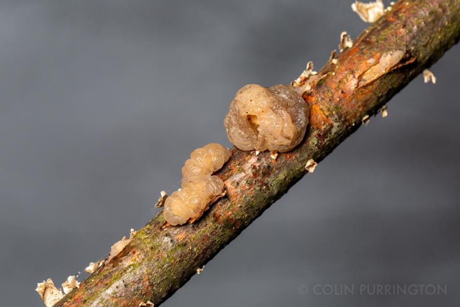 Tremella encephala growing around Stereum sanguinolentum