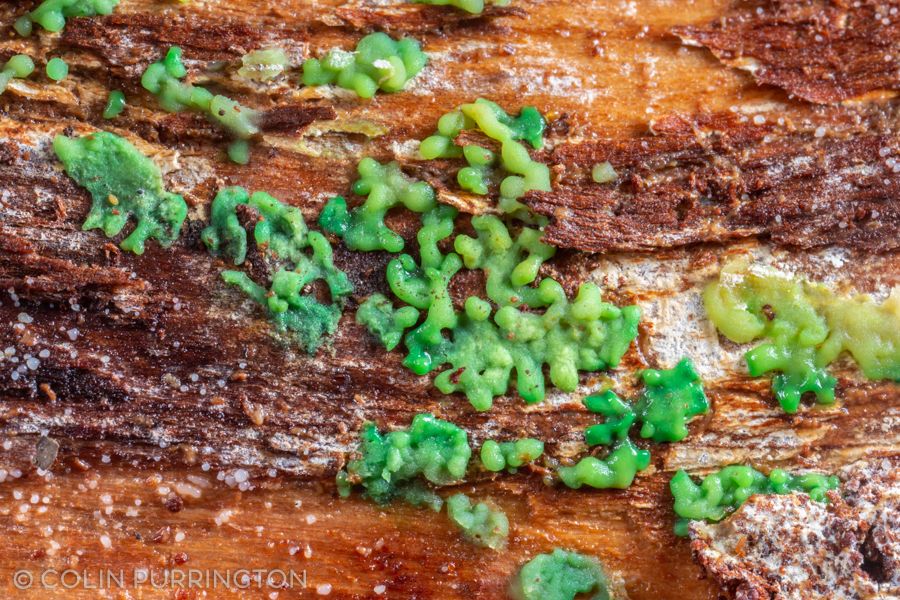 Cribraria aurantiaca growing under the bark of a decaying pine tree