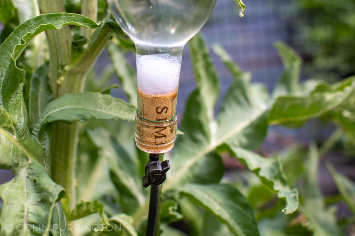 Wine bottle drip irrigator » Colin Purrington's blog